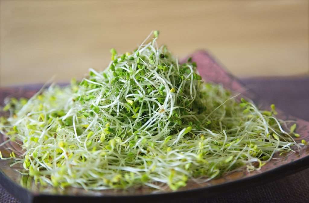 raw-food-sprouts-a-quick-easy-way-to-nutrition