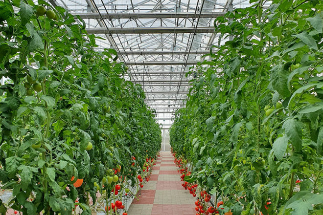 Image of Vertical Farming