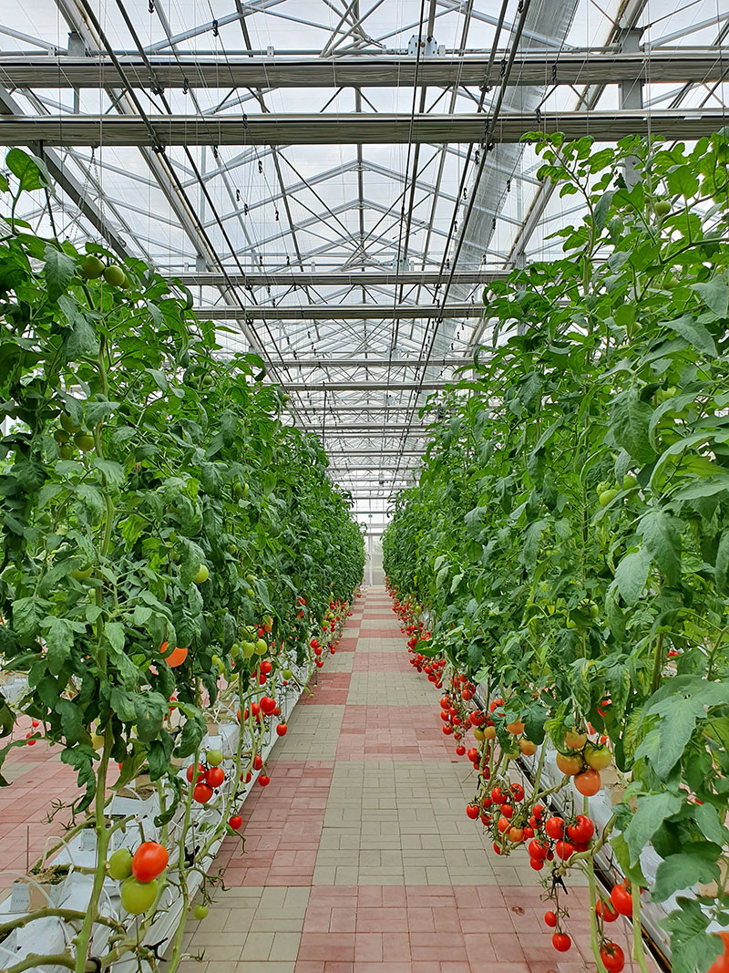 Image of Vertical Farming